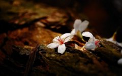 塵緣飛花，人去樓空，夢(mèng)里花落為誰(shuí)痛