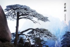關于青松的優(yōu)美句子