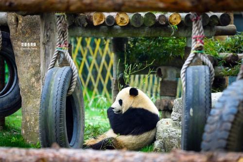 形容動物園開心的句子