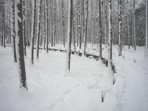 描寫雪的詩句