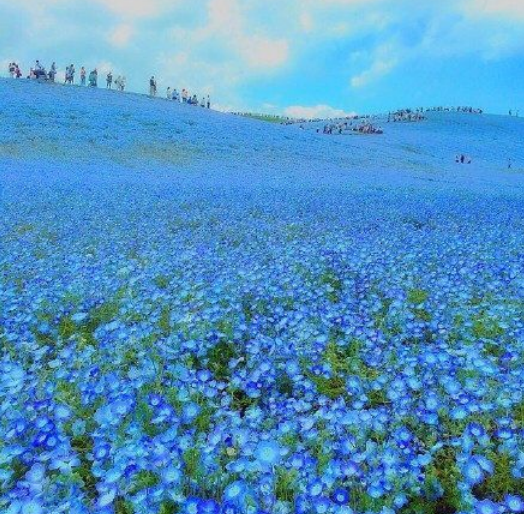 家里花開(kāi)心情好的句子