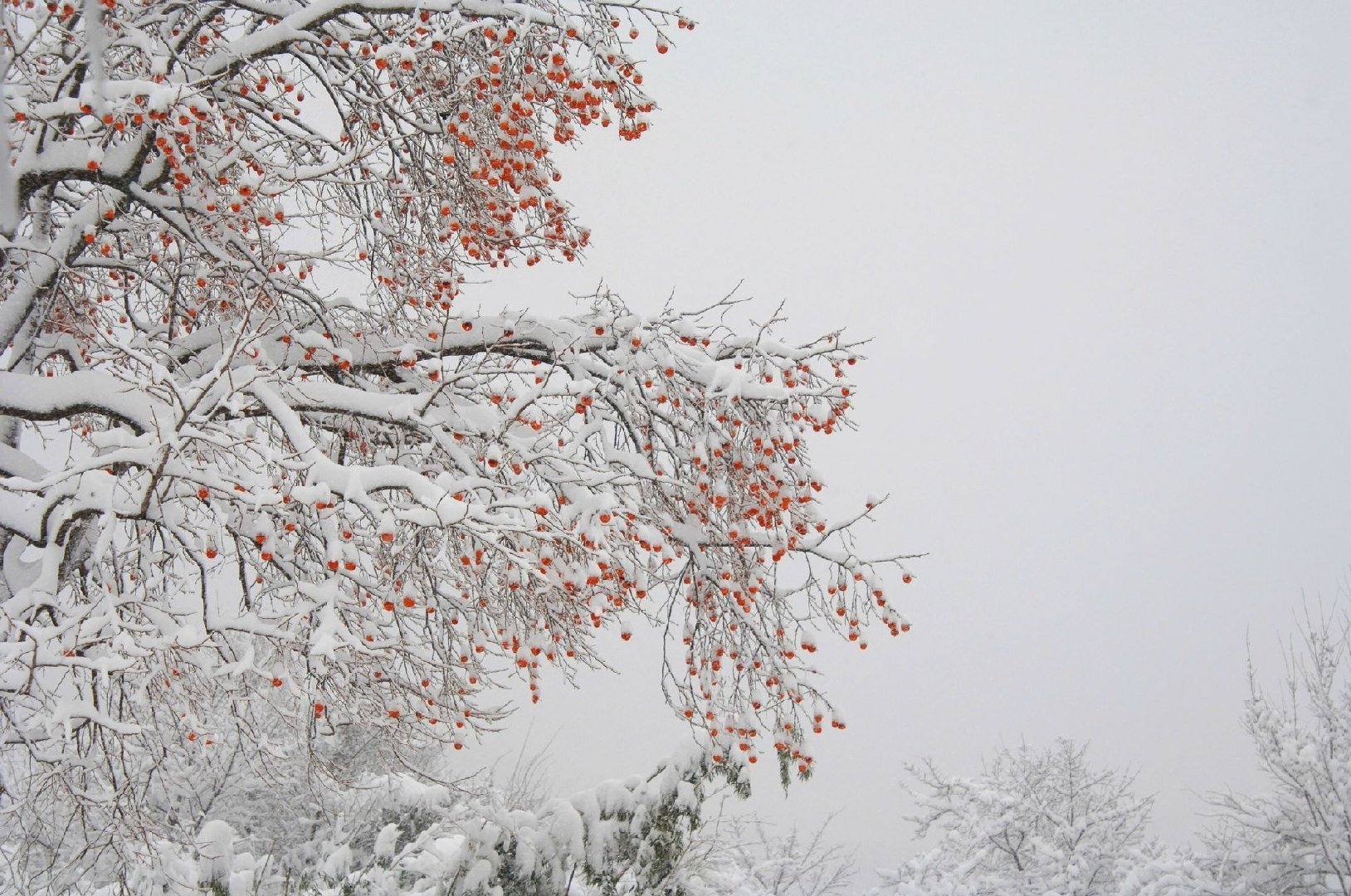 雪真的太美了