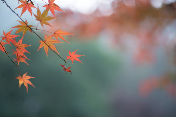 淡雅唯美古風(fēng)意境句子