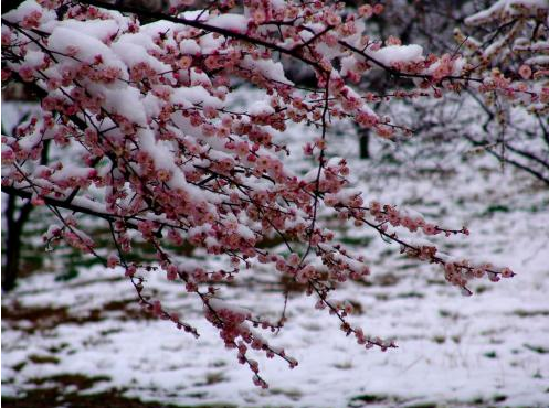 十字以內(nèi)下雪唯美句子