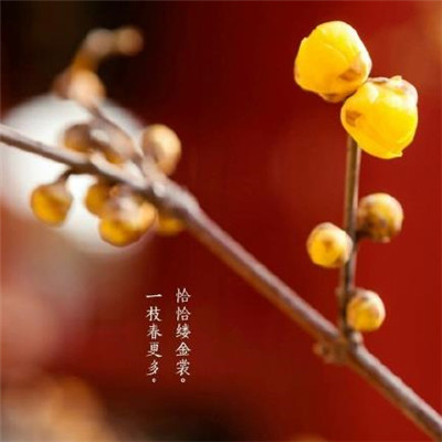 立春祝福語(yǔ)大全