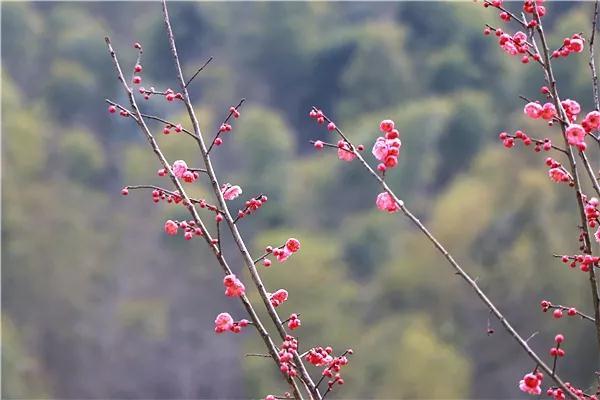 春天的詩句