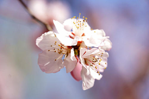 春分節(jié)氣祝福語朋友圈