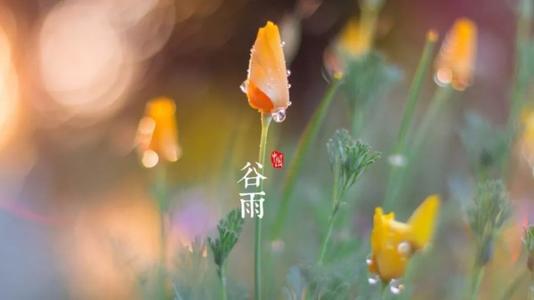 谷雨節(jié)氣祝福語