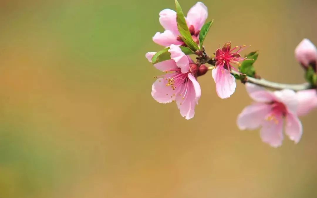 春分時節(jié)雨紛紛詩句詩詞大全