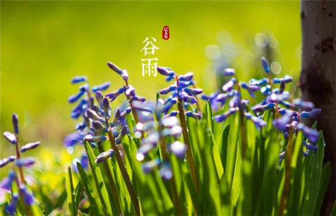 谷雨節(jié)氣的諺語(yǔ)