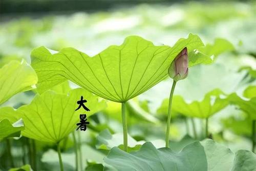 大暑祝福語(yǔ)給領(lǐng)導(dǎo)