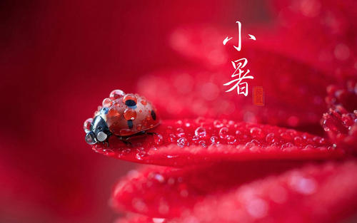 小暑節(jié)氣祝福語(yǔ)帶圖片